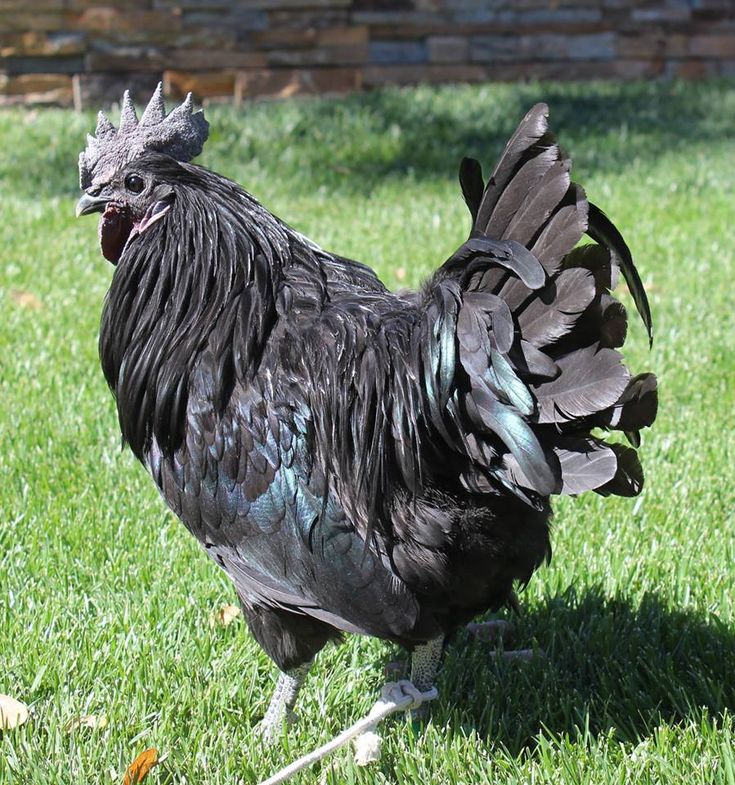 Black Chicken Meat: Exploring Uncommon Poultry Varieties