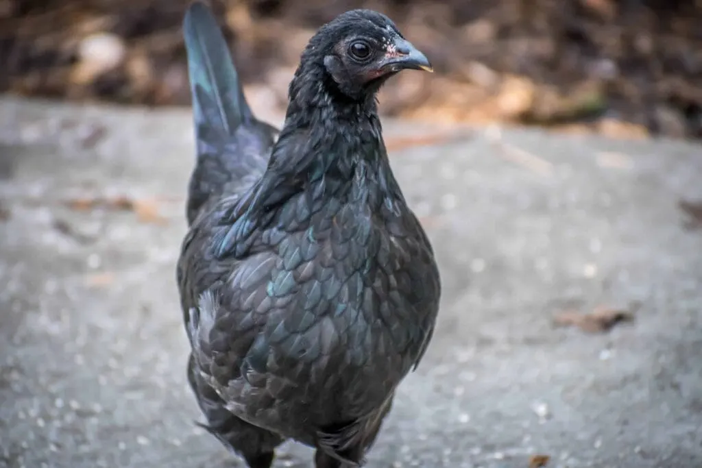 Black Chicken Meat: Exploring Uncommon Poultry Varieties