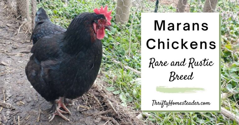 Black Chicken Meat: Exploring Uncommon Poultry Varieties