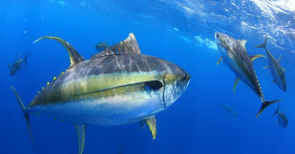 Yellowfin vs Yellowtail Tuna: Contrasting Tuna Varieties