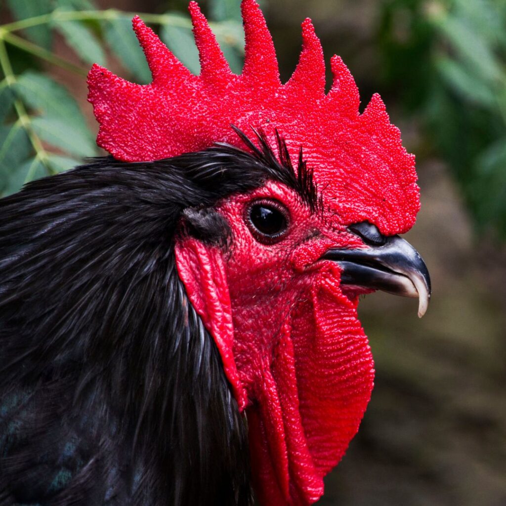 Black Chicken Meat: Exploring Uncommon Poultry Varieties