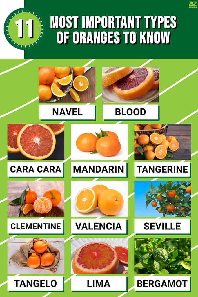 Valencia Oranges vs Navel Oranges: Comparing Citrus Varieties