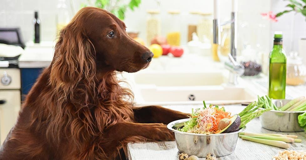 Canned Chicken Dogs: Exploring Convenient Meat Options