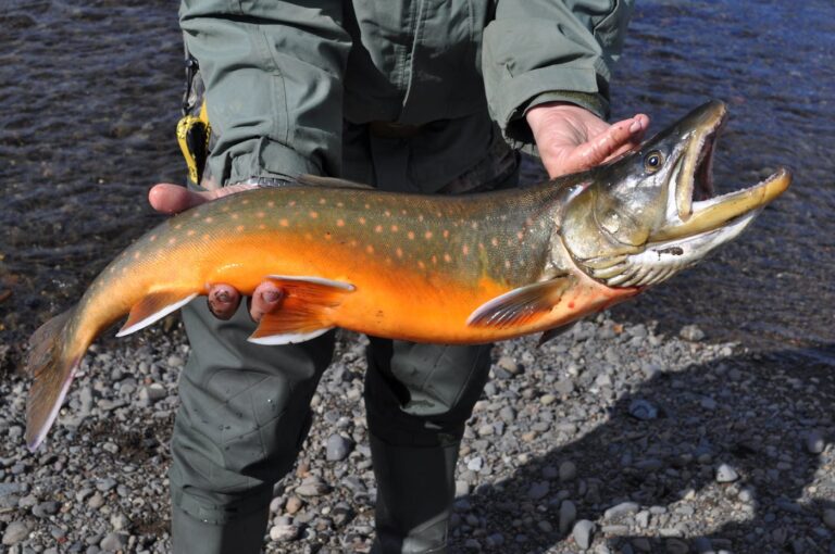 What Is Arctic Char: Exploring a Coldwater Fish