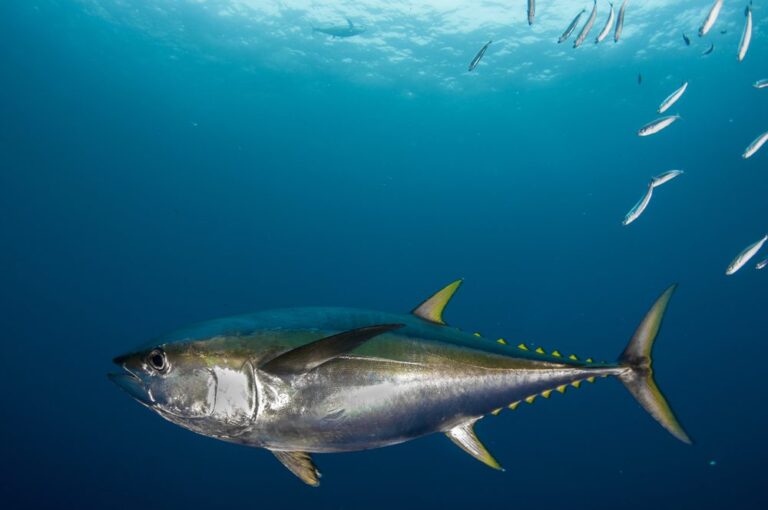 Yellowfin vs Yellowtail Tuna: Contrasting Tuna Varieties