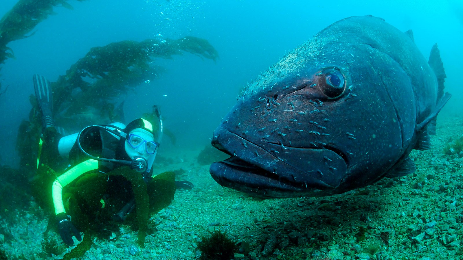 What Is Sea Bass: Exploring Fish Varieties