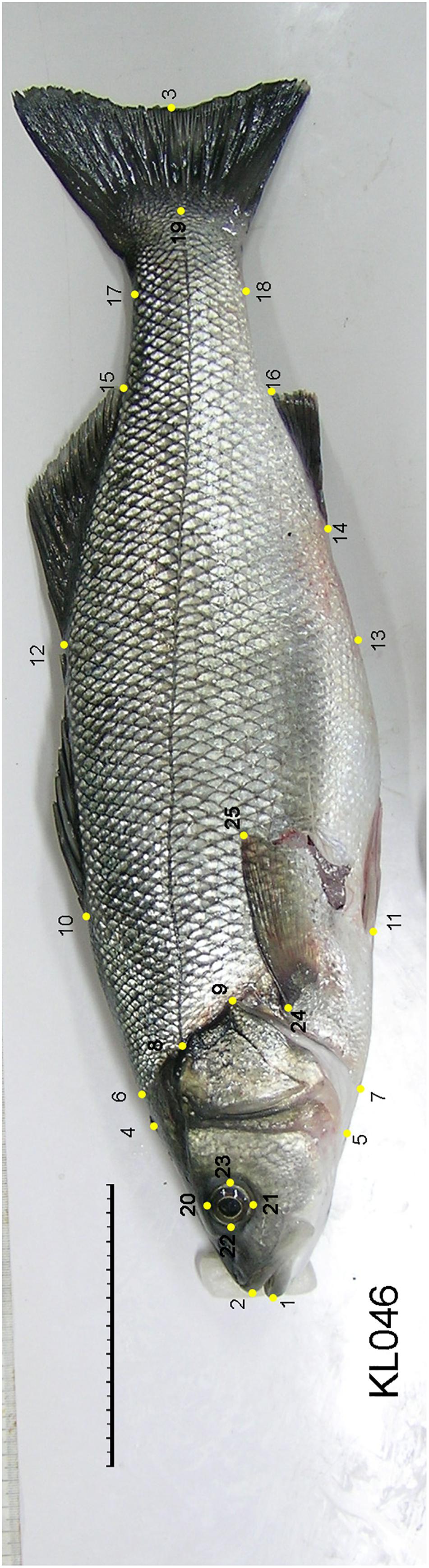 What Is Sea Bass: Exploring Fish Varieties